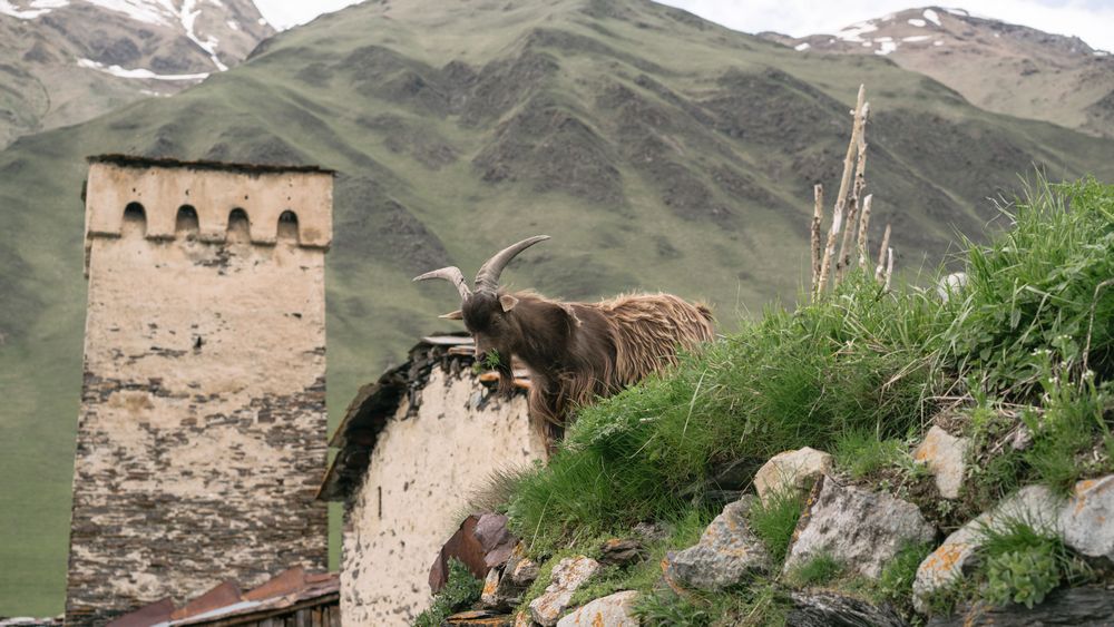 Vineyard below the Caucasus range